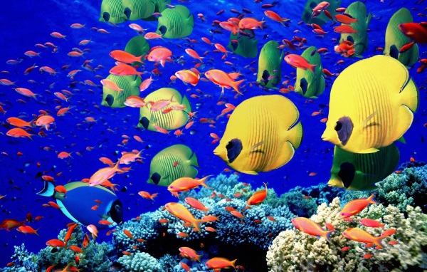 Красочные рыбки