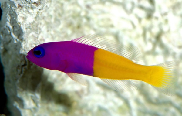 Радужная рыбка