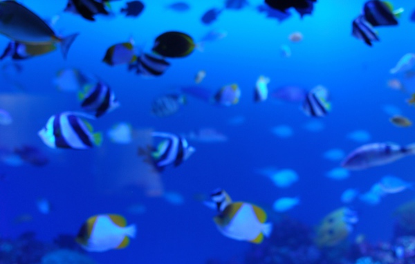 Подводная жизнь