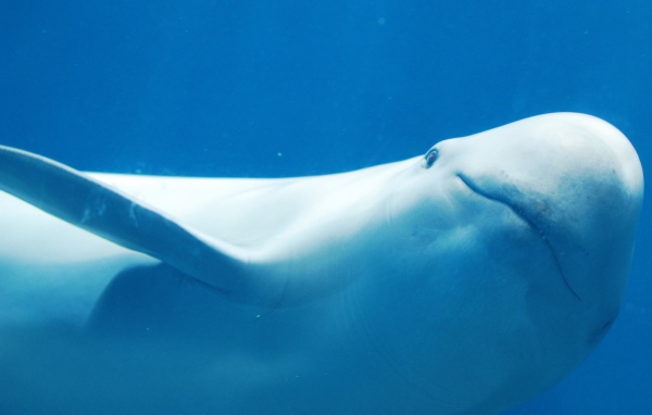 Белый дельфин