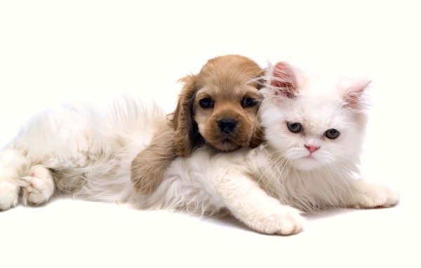 Белая кошка и щенок