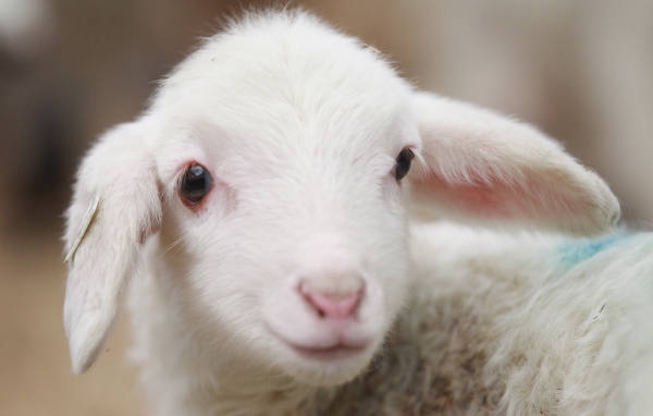 Молодая овечка
