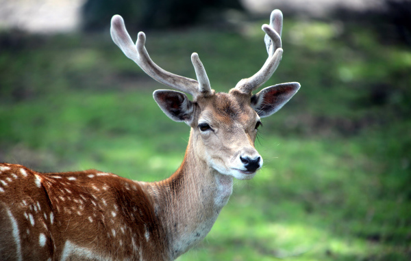 Рогатый олень