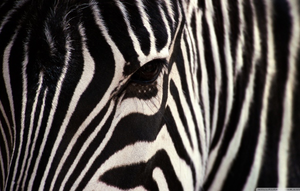 Взгляд зебры