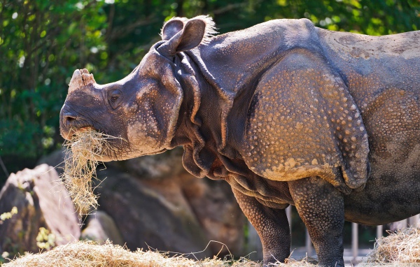 Носорог c травой