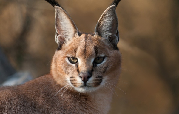 Дикий каракал