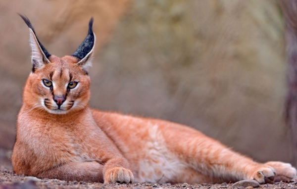 Степная рысь