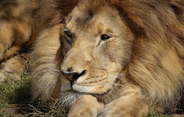 Царь зверей