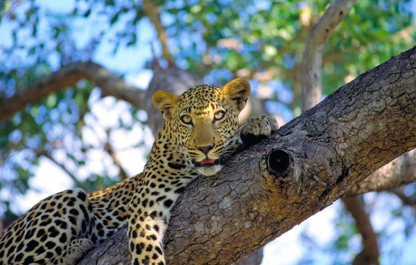 Леопард на ветке
