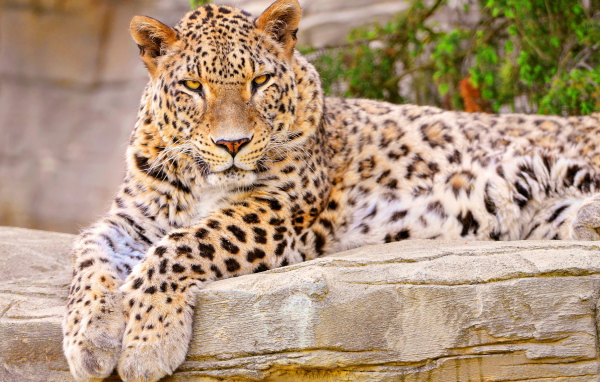 Леопард на камне