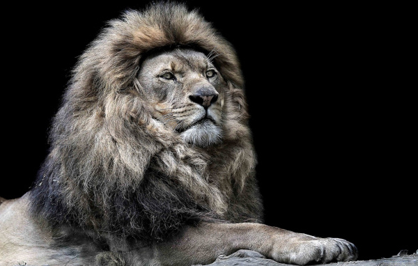Лев - царь зверей