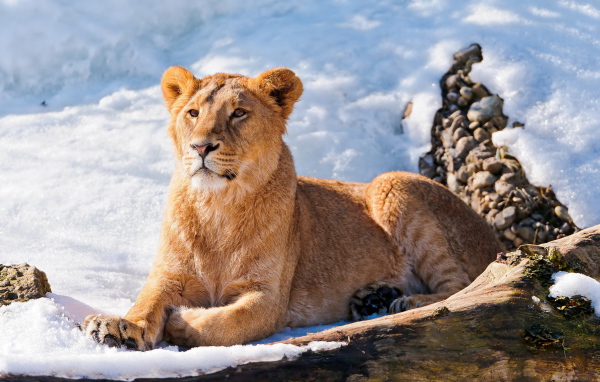 Львица на снегу