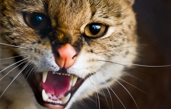 Пасть дикой кошки