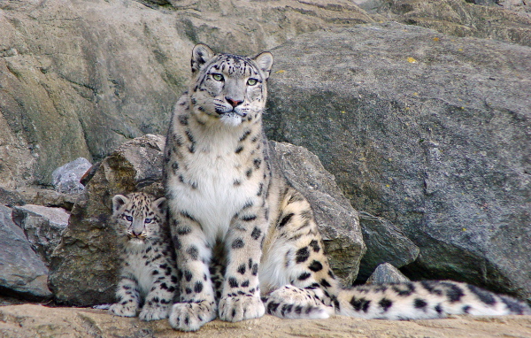 Снежный барс и котенок