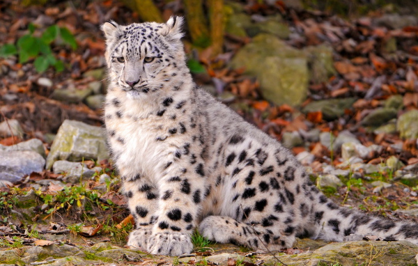 Котенок снежного барса