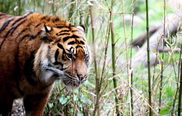 Тигр в тропиках