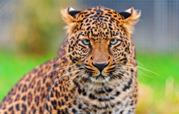 Дикая кошка