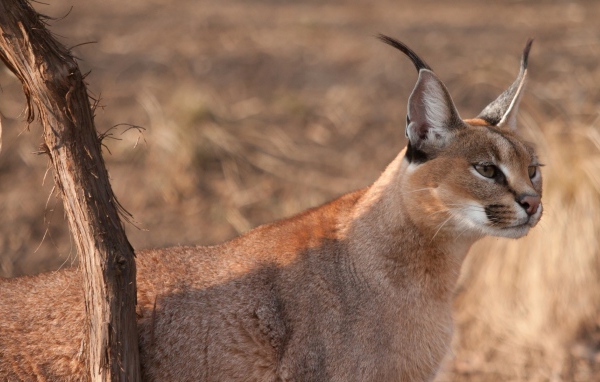 Дикая кошка