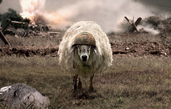 Овца в каске