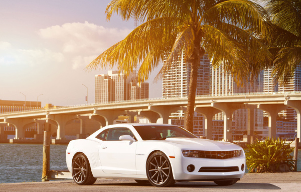 Chevrolet Camaro под пальмой