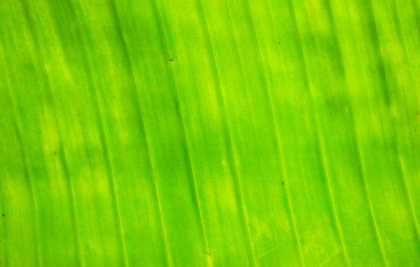 Банановый лист