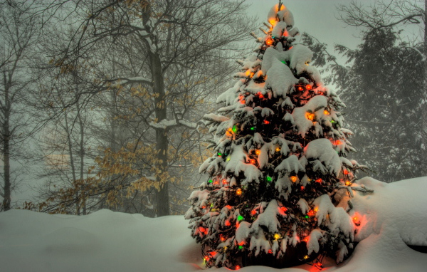 Наряженная елка в лесу