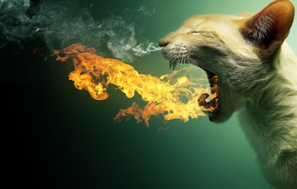 Кот в огне