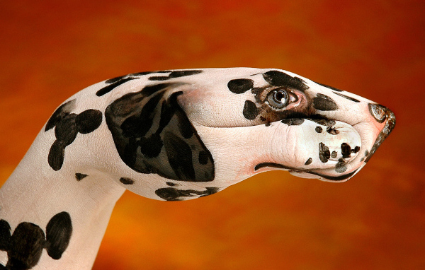 Далматинец