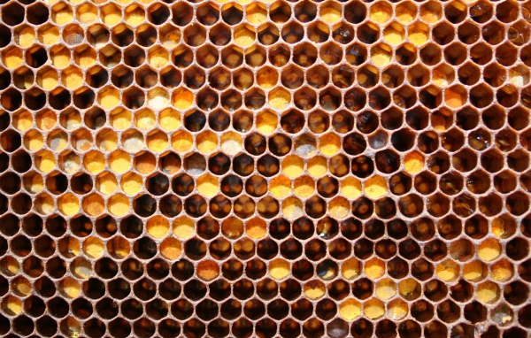 Медовые соты