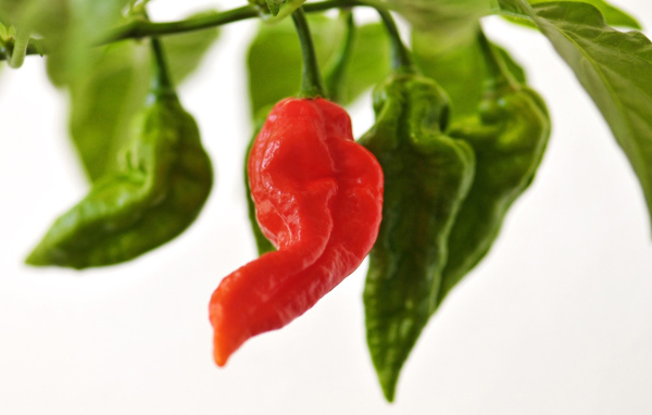 Красный перчик