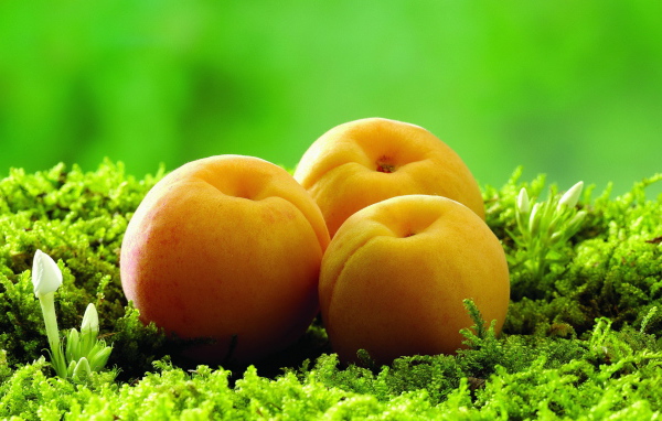 Абрикосы на траве