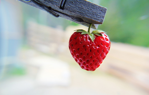Ягода на прищепке