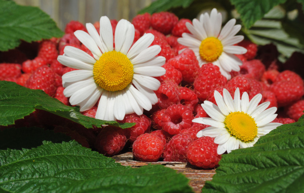 Малина и ромашки