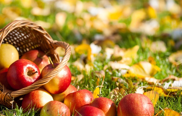 Красные яблоки