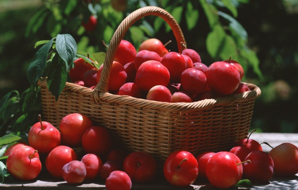 Красные сливы в корзине 