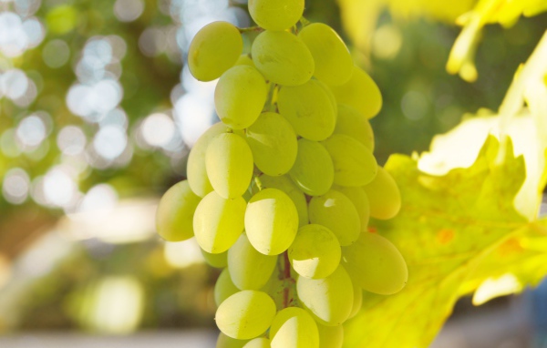 Белый виноград