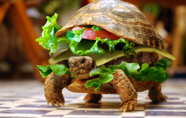 Вкусная черепаха