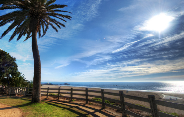 Пальма на берегу