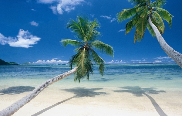 Пальмы на берегу