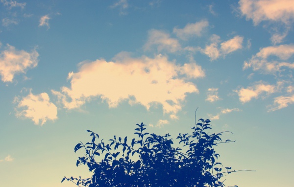 Облака и дерево