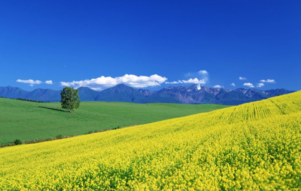 Цветочный пейзаж