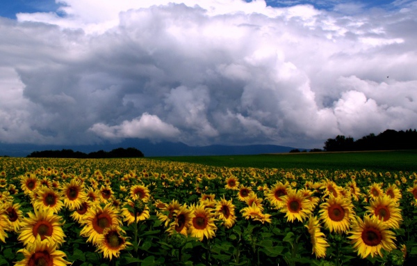 Подсолнухи и облака