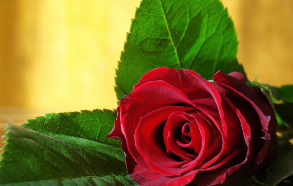 Одинокая роза