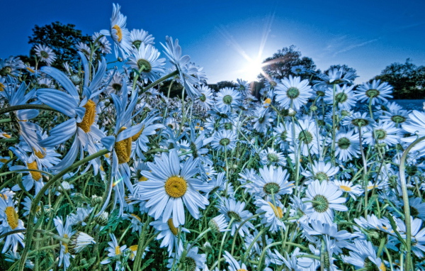 Облако ромашек