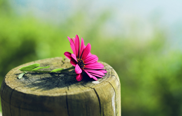 Цветок на пне