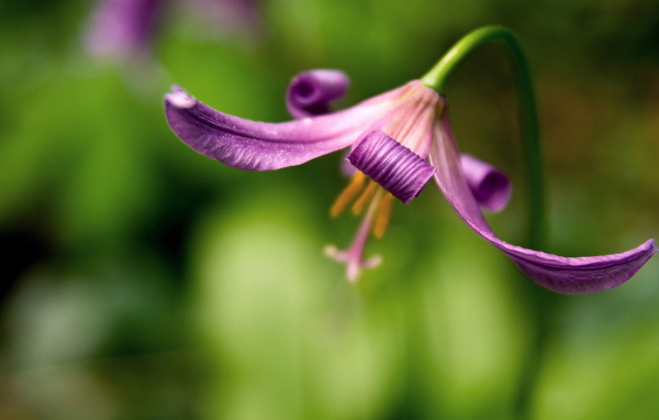 Красивый цветок