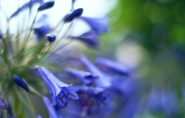 Колокольчики