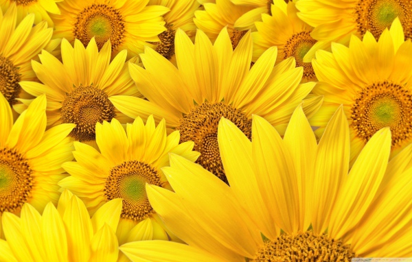 Большие цветы подсолнуха