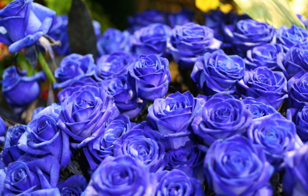 Синие розы