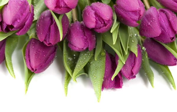 Букет тюльпанов